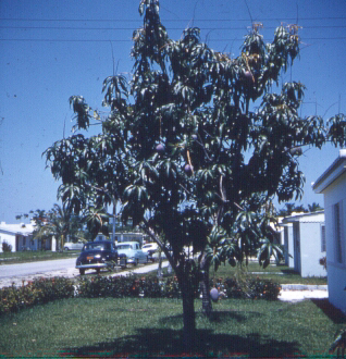 Homestead, Florida - Mango Tree