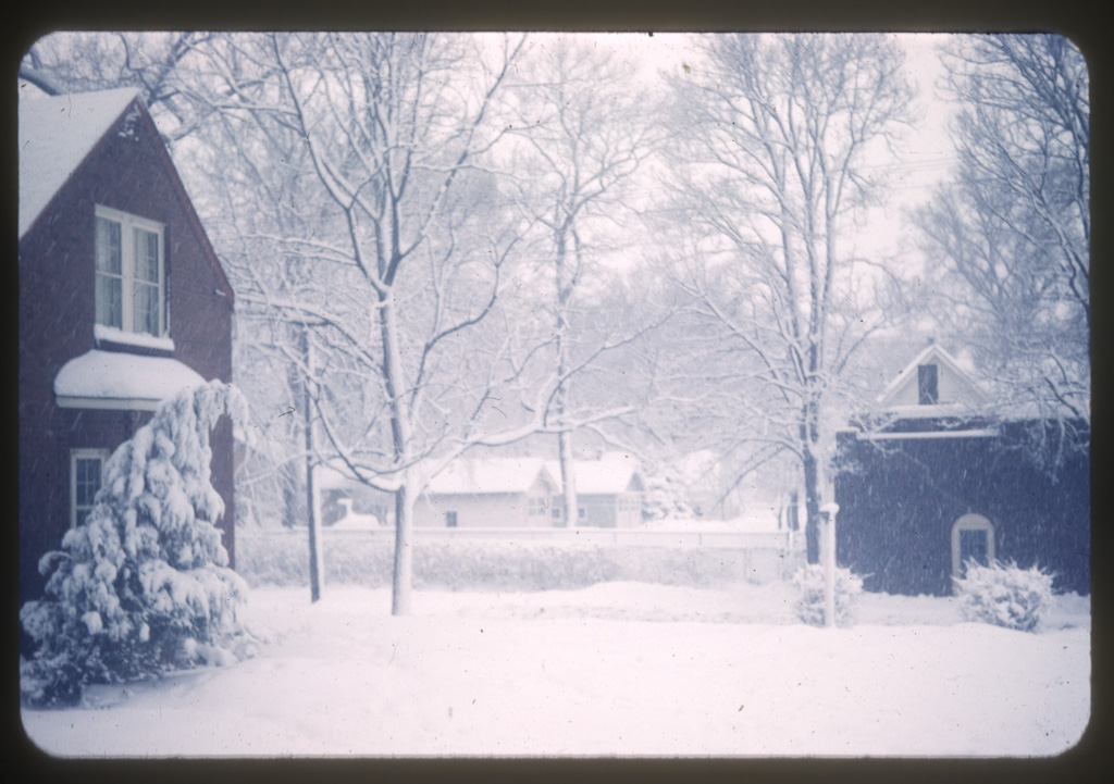 This evergreen looks just like we all feel after all this snow