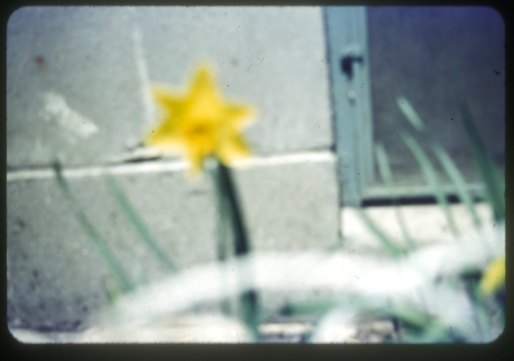 daffodil
