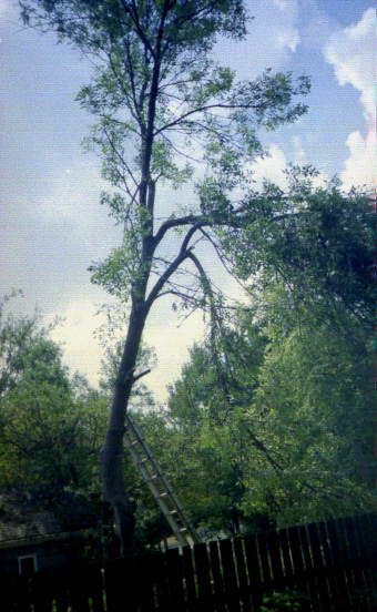 Ash Tree Down