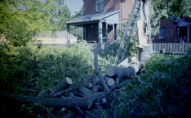 Ash Tree Down