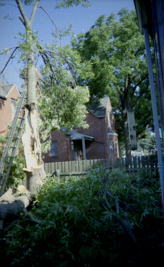 Ash Tree Down