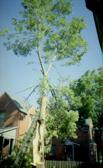 Ash Tree Down