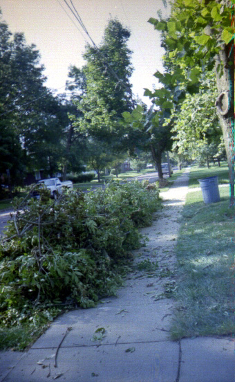 Ash Tree Down