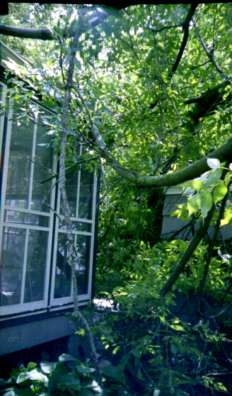 Ash Tree Down