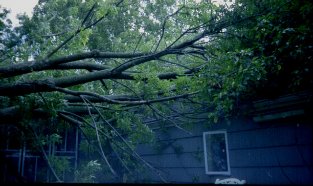 Ash Tree Down