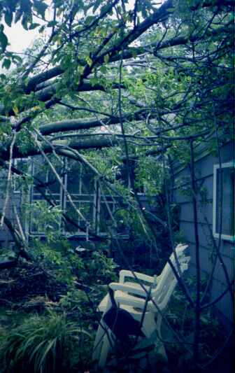 Ash Tree Down