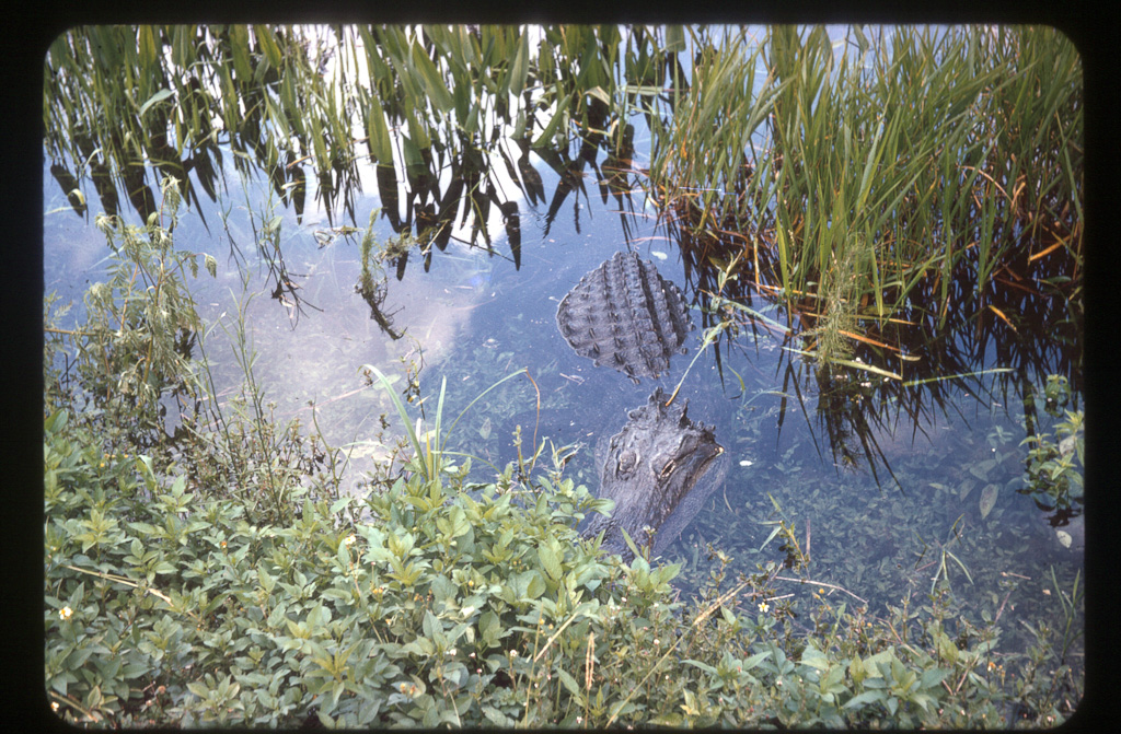 Everglades