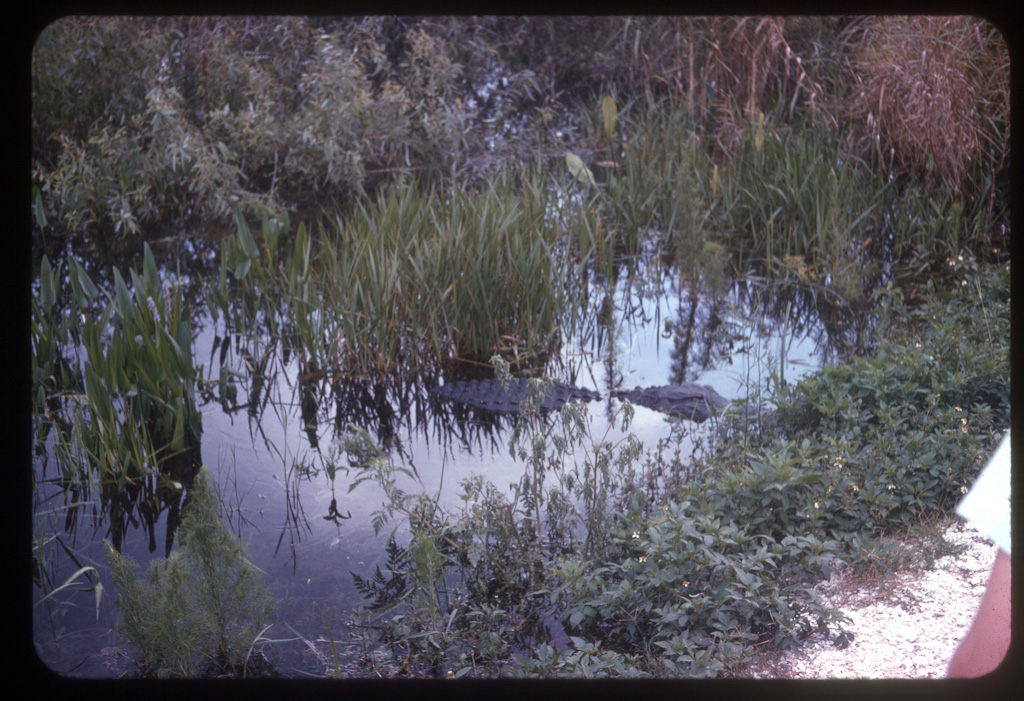 Everglades