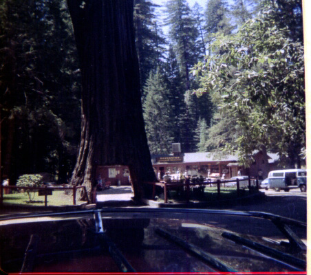Northern Cali Redwood