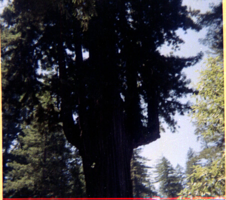 Top of Redwood