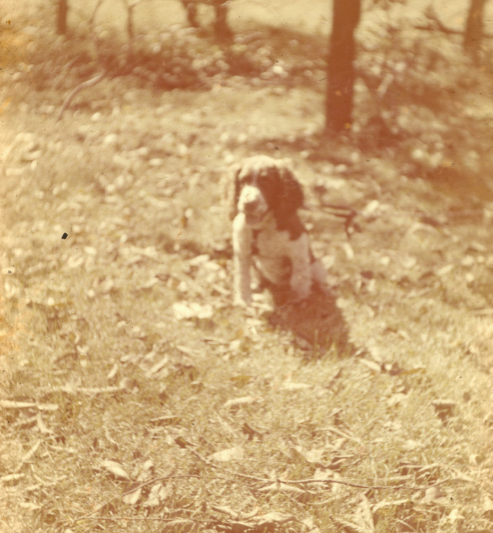 Dog