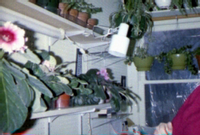 The greenhouse