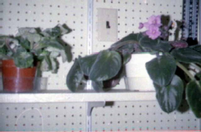 The greenhouse