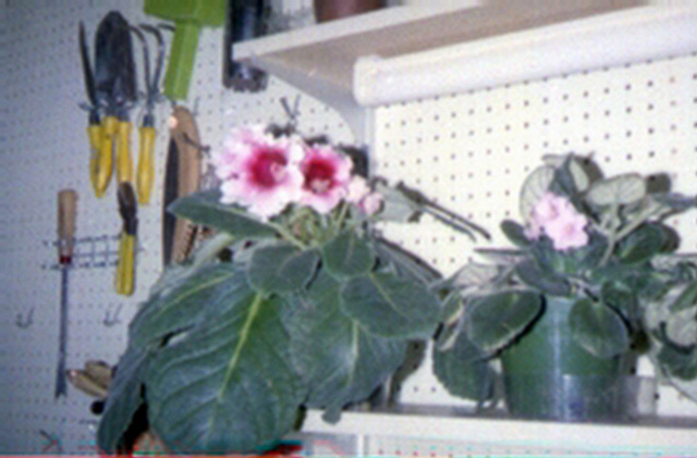 The greenhouse
