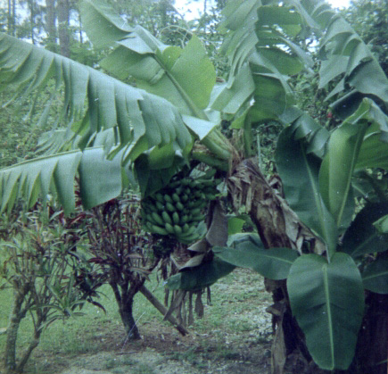 Banana Tree