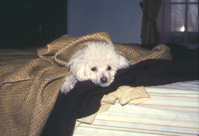 Dr. Roy Overton's dog