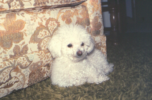 Dr. Roy Overton's dog
