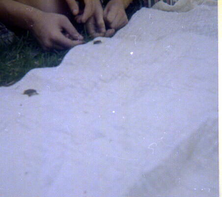 Toad Race