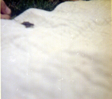 Toad Race