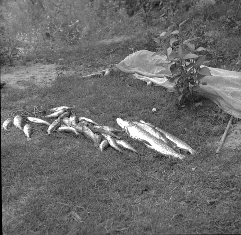 Fishes