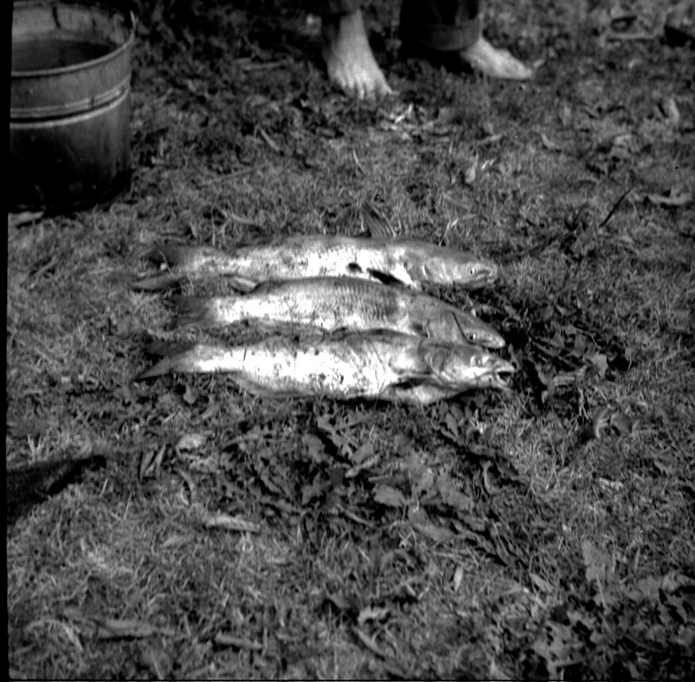 Fishes