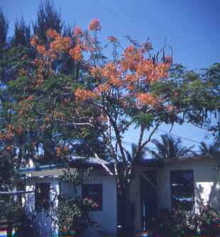 Ann Redhead Brown Home - Florida