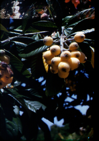 Loquats