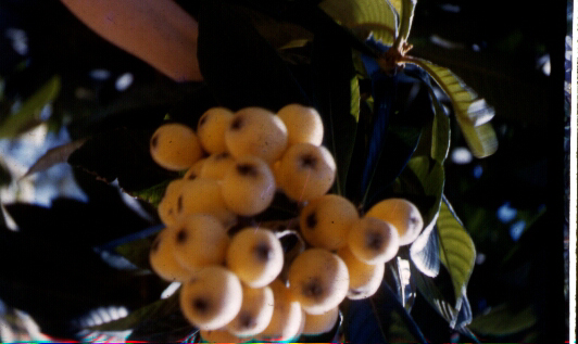 Loquats