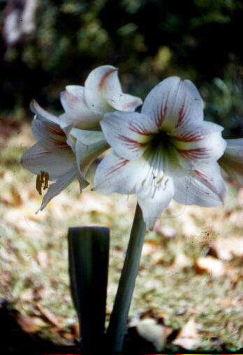 Flower