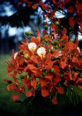 Blooms