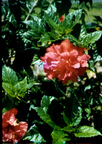 Blooms