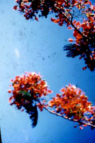 Blooms