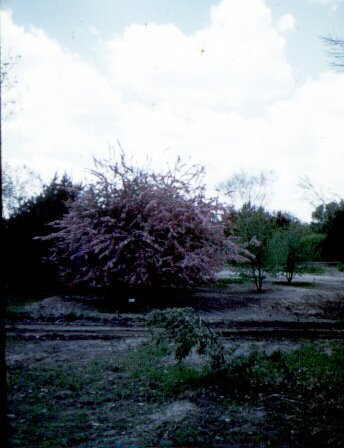 Trees