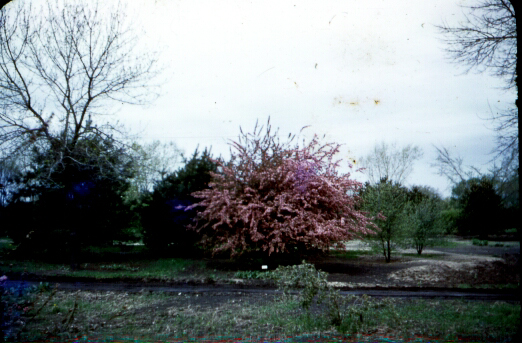 Trees