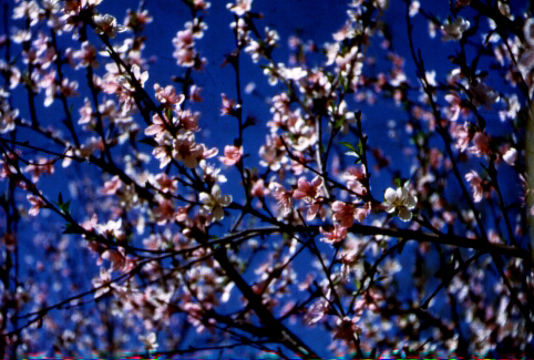 Blooms