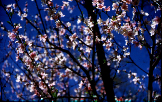 Blooms