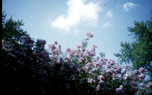 Lilacs