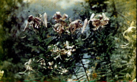 Tiger Lillies