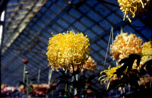Greenhouse