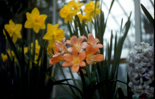 Flowers