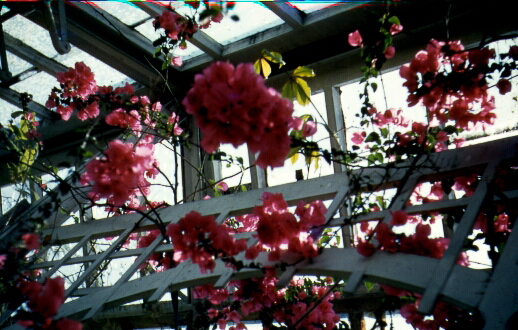 Greenhouse