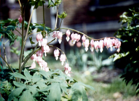 Bleeding Hearts