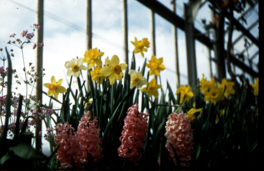 Greenhouse