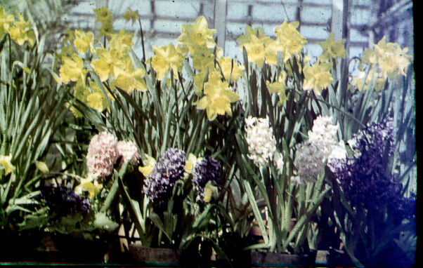 Greenhouse