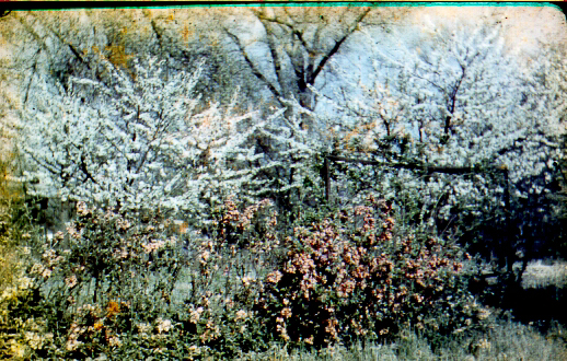 Trees
