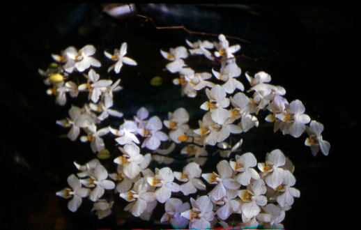 Blooms