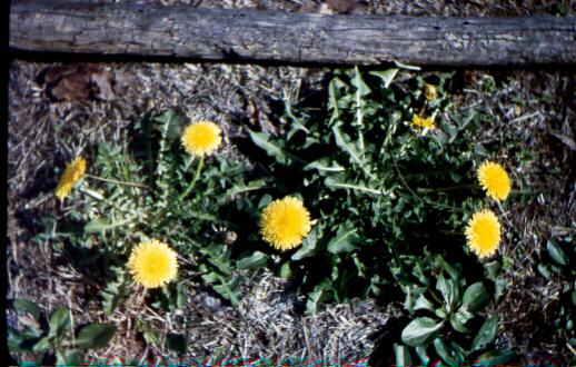 Weeds