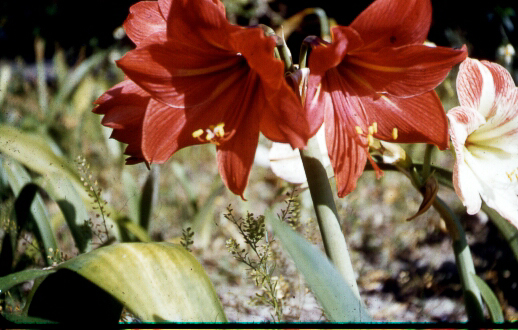 Flowers