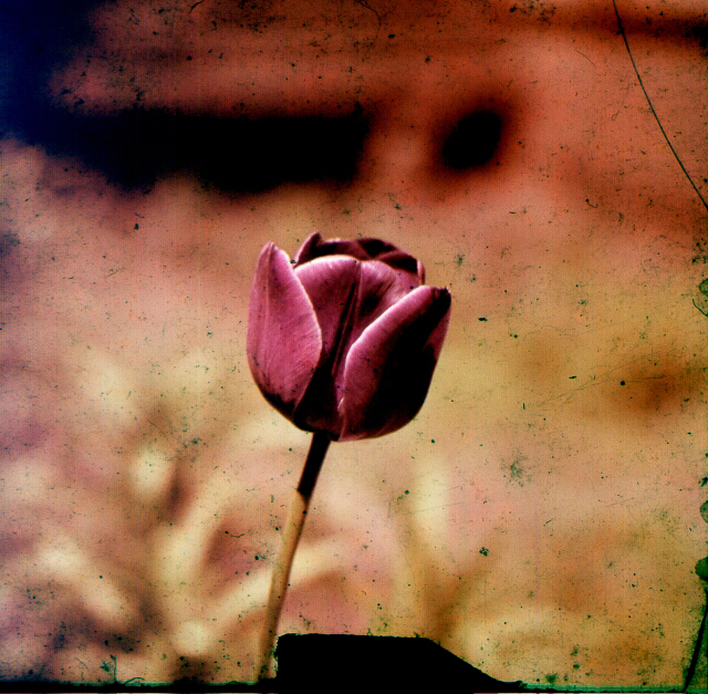 Tulip